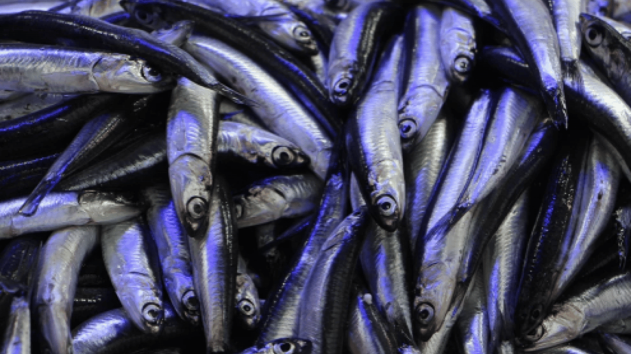 Foto - Savaş halindeki ülke ihracatta lider oldu