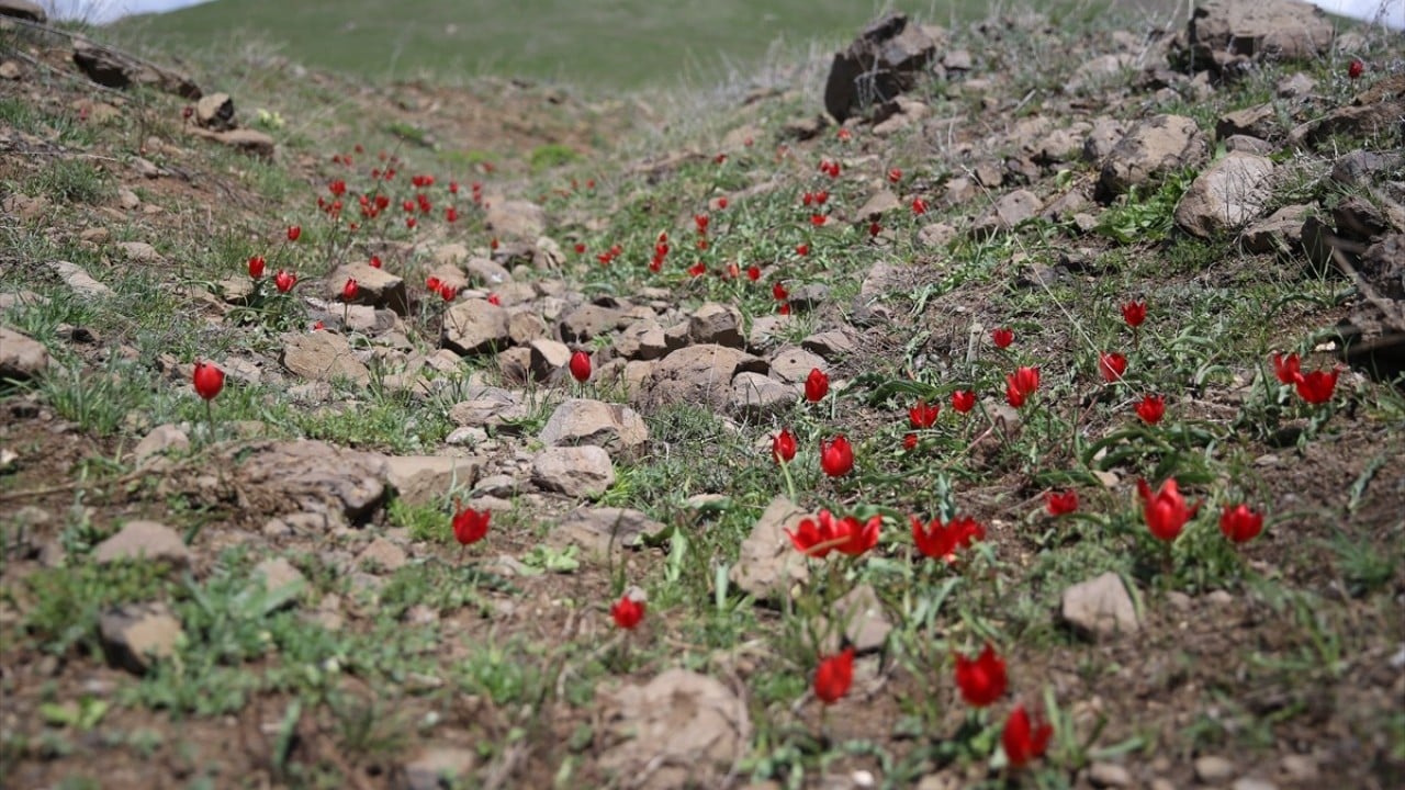 Foto - Savaşın gerçekleştiği alan lalelerle kırmızıya büründü! Yerel halktan ‘şehitlerimizin kanı’ vurgusu 