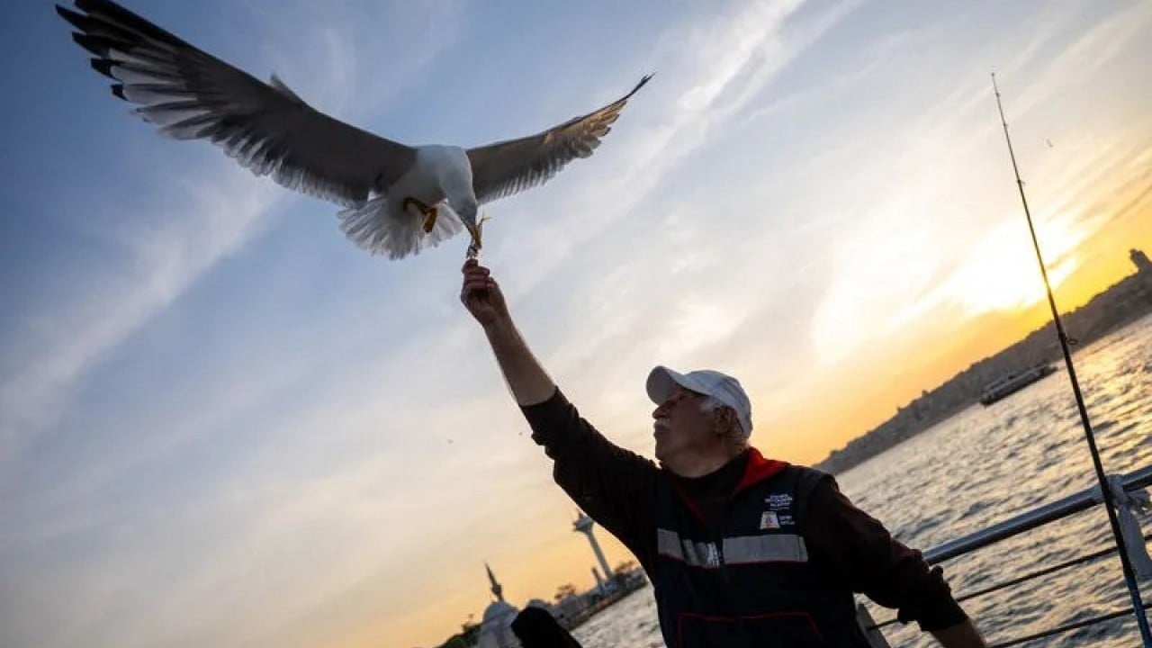 Foto - Sayıları ürkütücü hızla artıyor İstanbul martı istilası tehditi altında