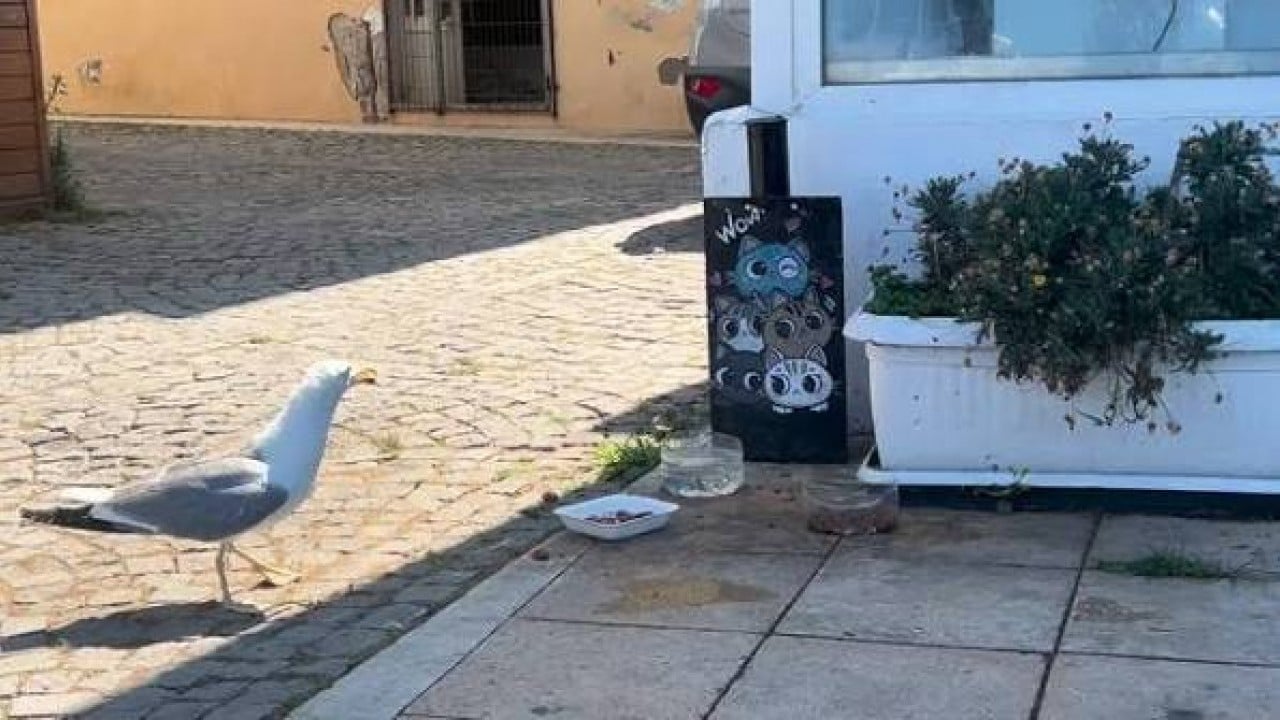 Foto - Sayıları ürkütücü hızla artıyor İstanbul martı istilası tehditi altında