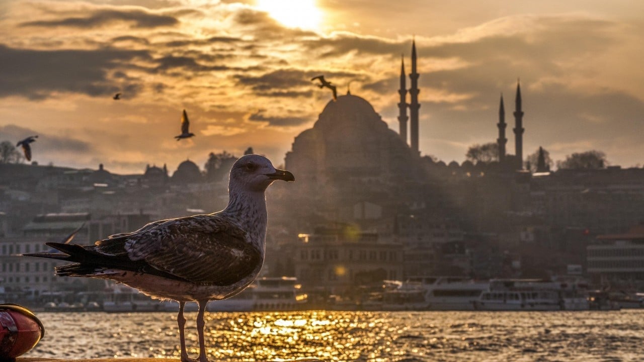 Foto - Sayıları ürkütücü hızla artıyor İstanbul martı istilası tehditi altında