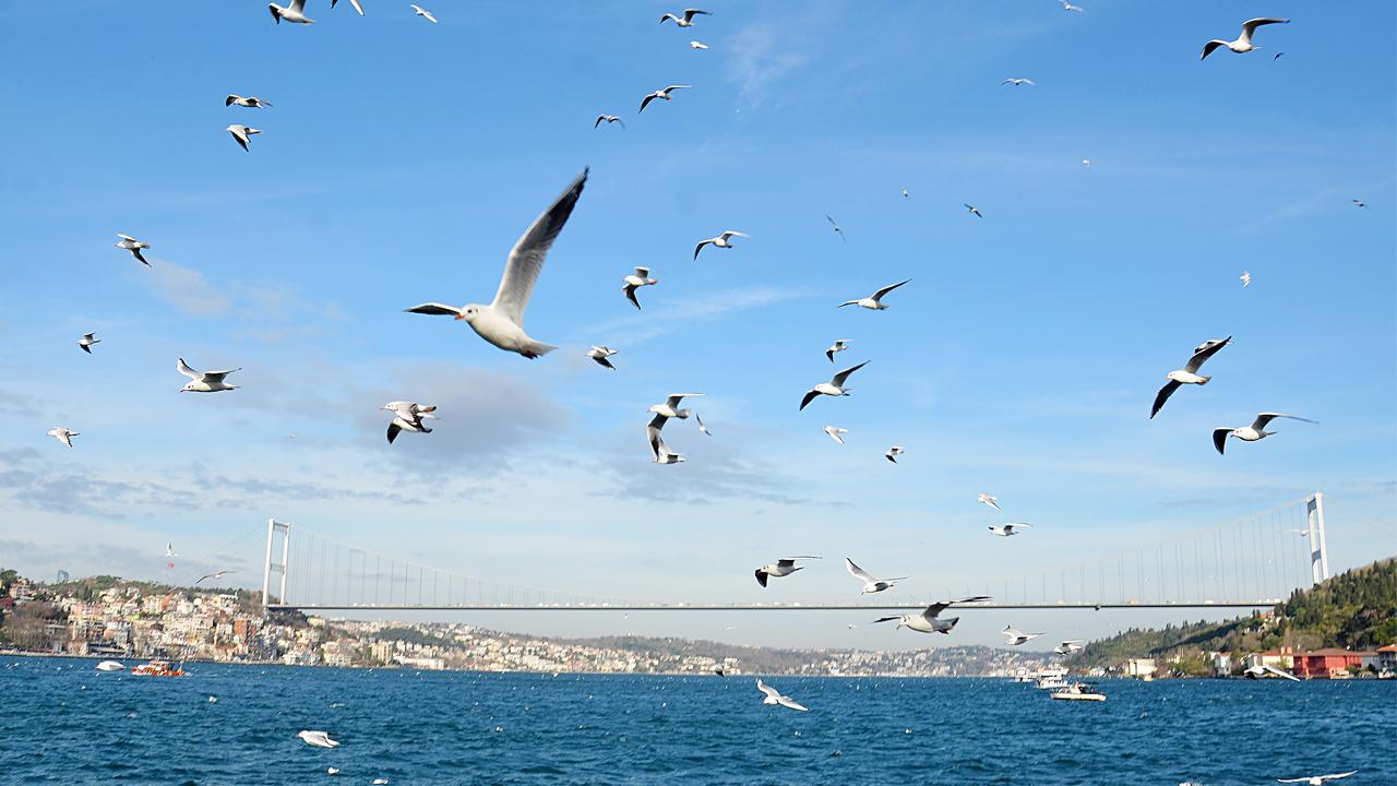 Sayıları ürkütücü hızla artıyor İstanbul martı istilası tehditi altında