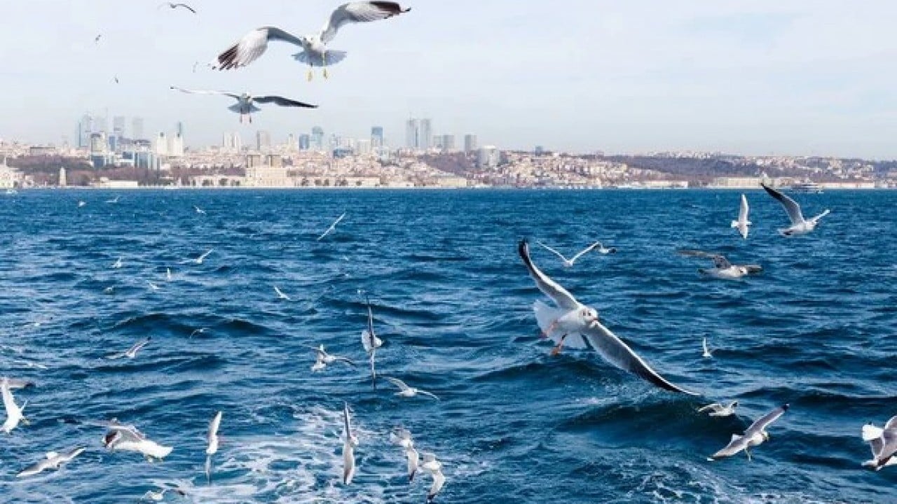 Foto - Sayıları ürkütücü hızla artıyor İstanbul martı istilası tehditi altında
