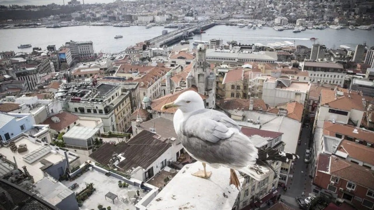 Foto - Sayıları ürkütücü hızla artıyor İstanbul martı istilası tehditi altında