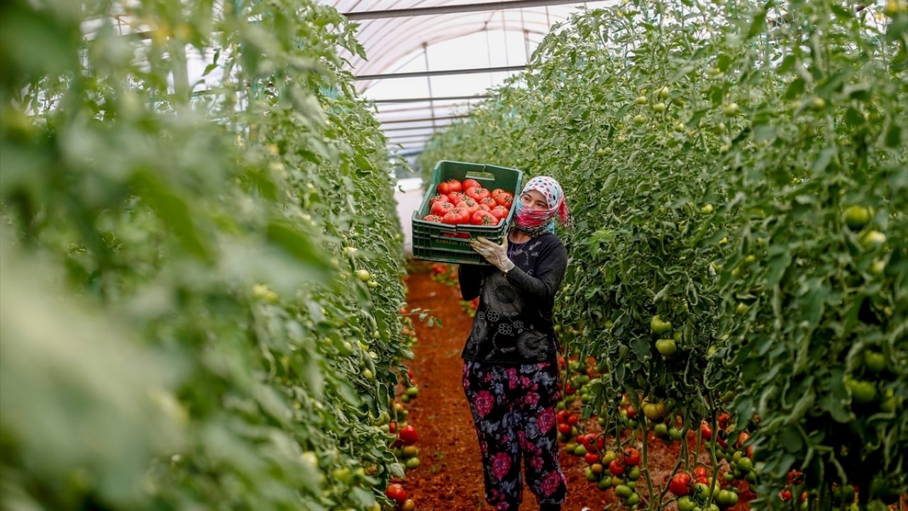 Sebze-meyve üretiminde Türkiye'nin lideri belli oldu