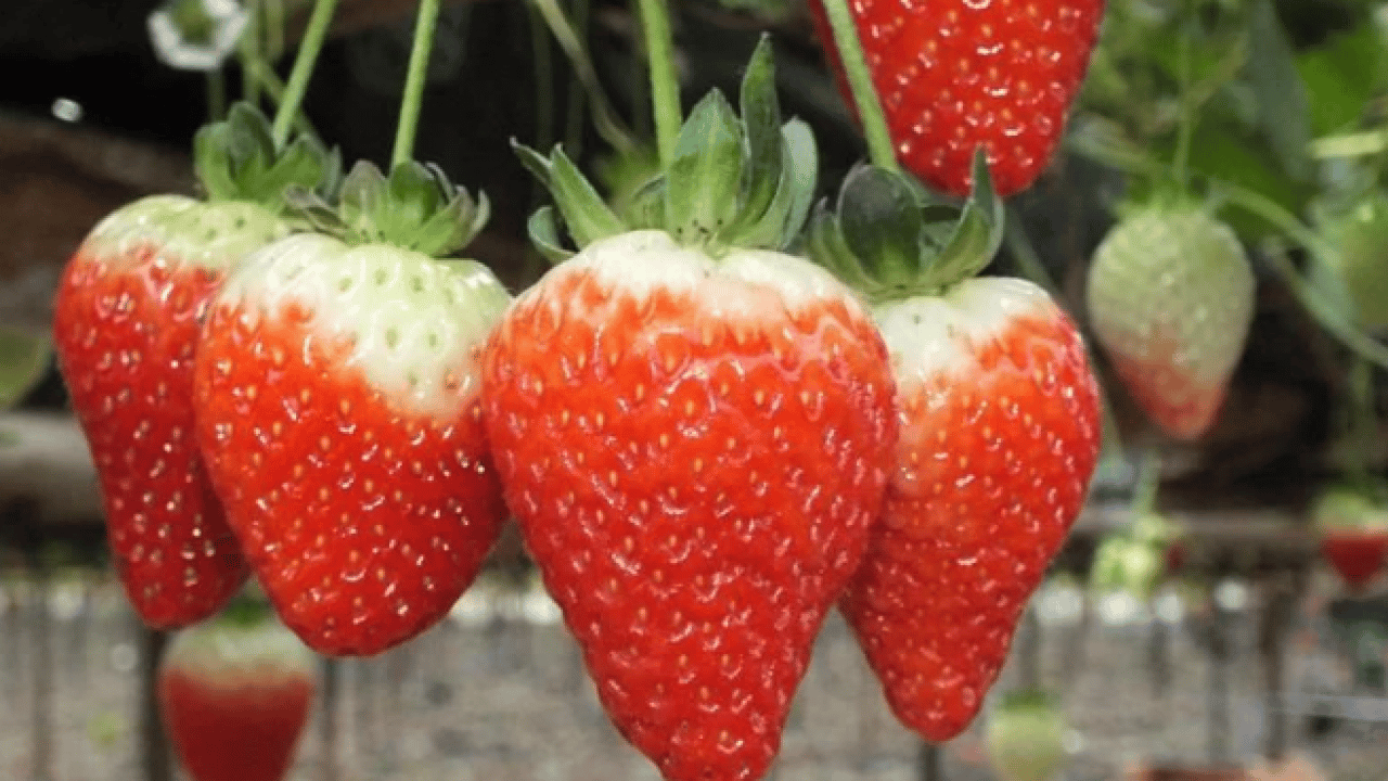 Foto - Sebze ve meyvelerde büyük tehlike! Sağlığımız risk altında