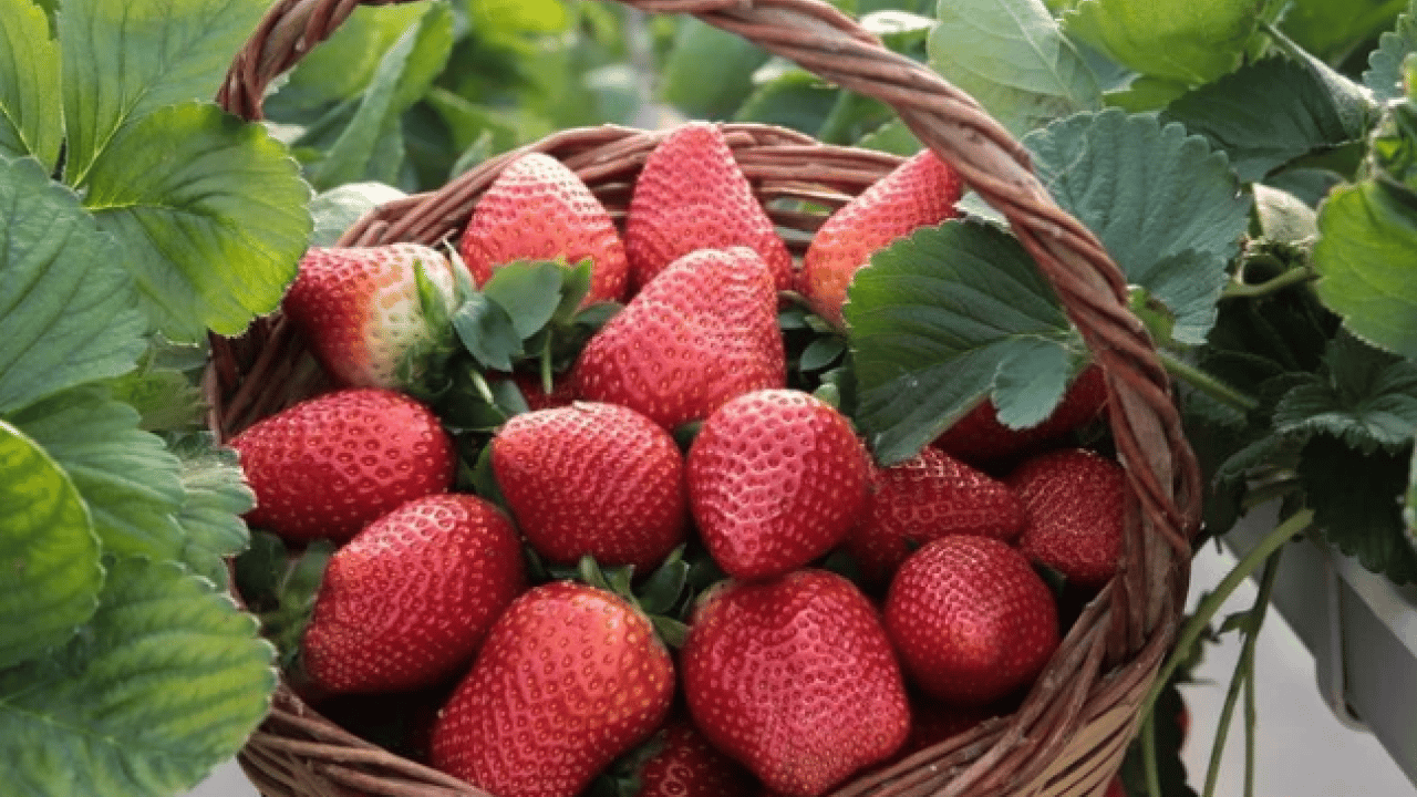 Foto - Sebze ve meyvelerde büyük tehlike! Sağlığımız risk altında