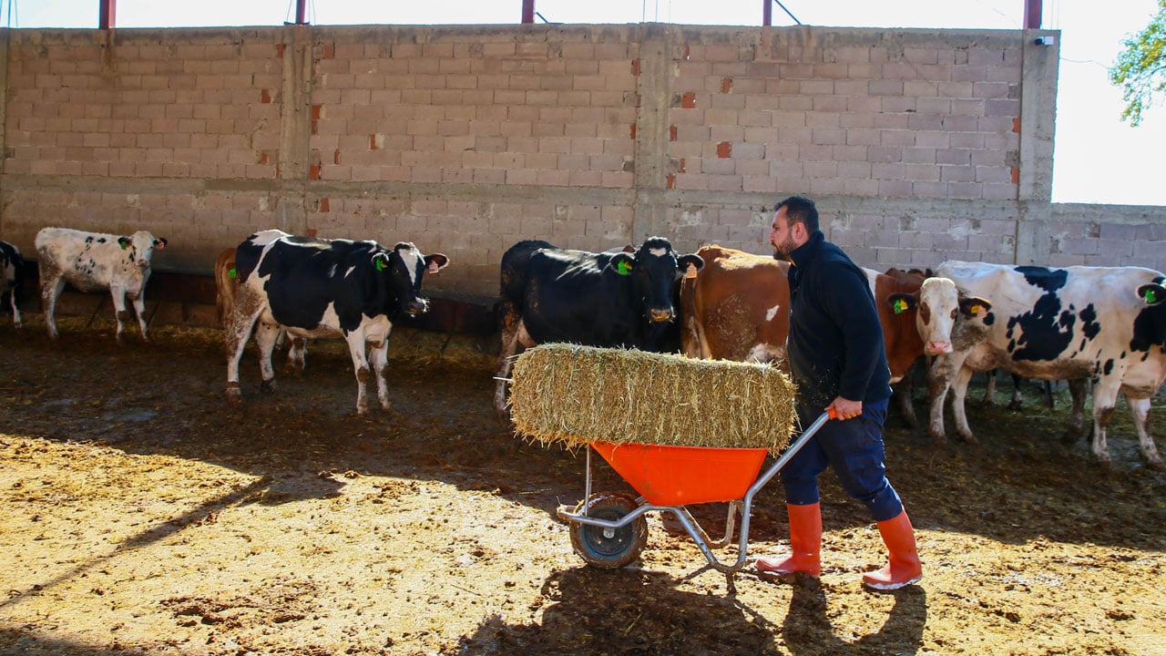 Şehir hayatını bırakıp köyüne döndü! 4 inekle başladı, kendi çiftliğini kurdu