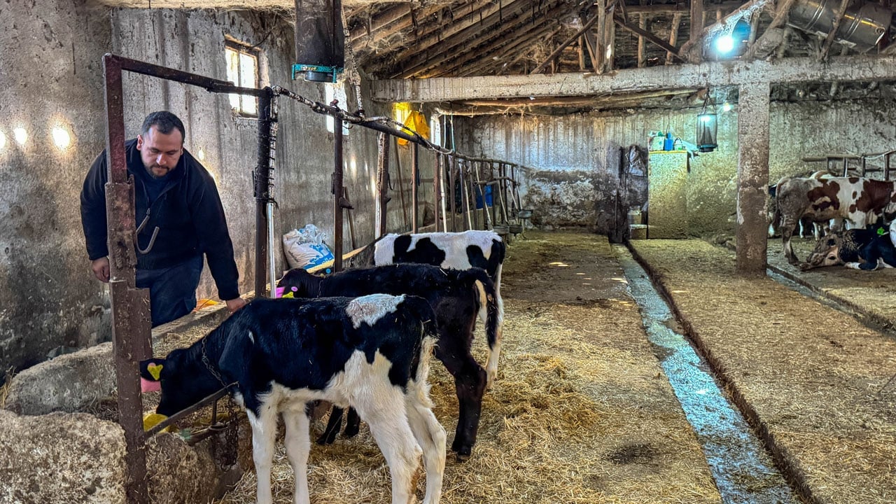 Foto - Şehir hayatını bırakıp köyüne döndü! 4 inekle başladı, kendi çiftliğini kurdu