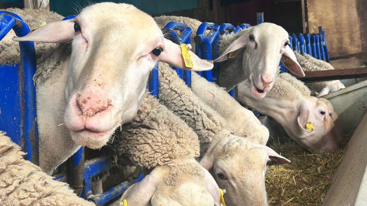 Foto - Şehir hayatını bıraktı, çiftlik kurdu! Tek hedefi önyargıları yıkmak