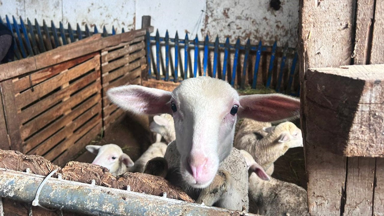 Foto - Şehir hayatını bıraktı, çiftlik kurdu! Tek hedefi önyargıları yıkmak