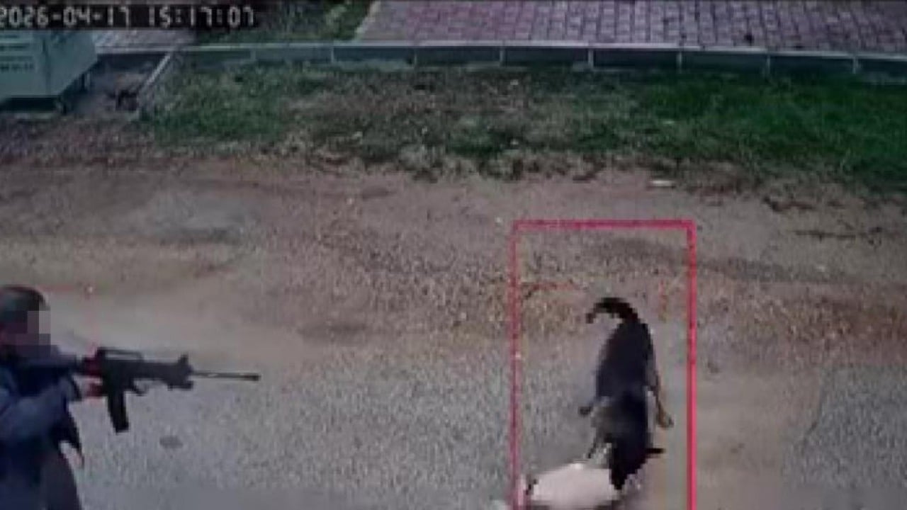 Foto - Şehir kovboyu kavga eden sokak köpeğini öldürdü