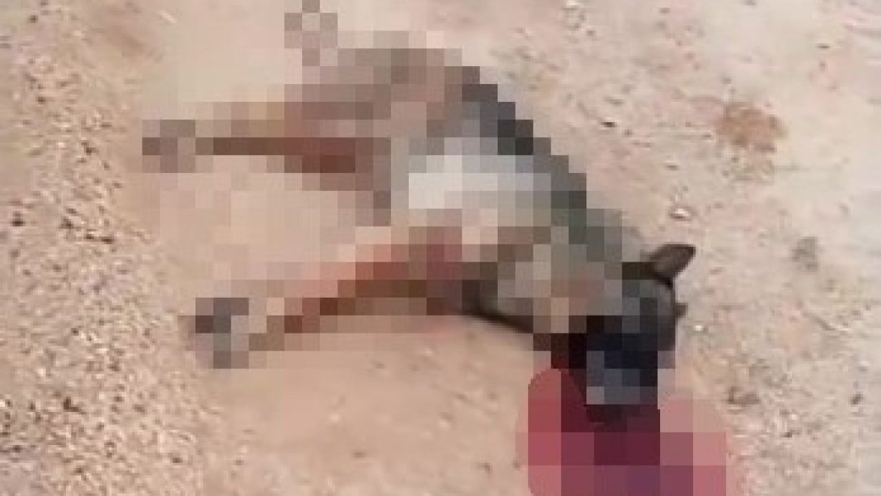 Foto - Şehir kovboyu kavga eden sokak köpeğini öldürdü