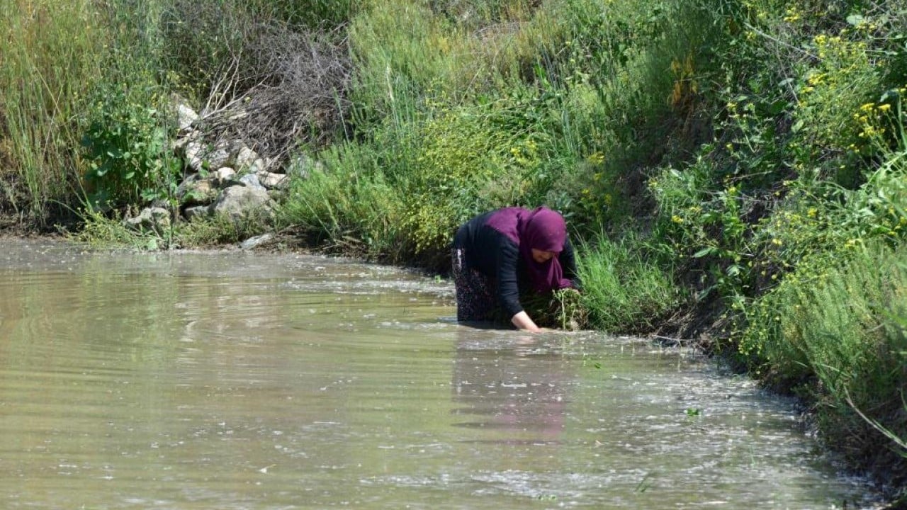 Foto - Şeker hastalarının tercihi Tosya'nın Sarıkılçık'ı suyla buluştu