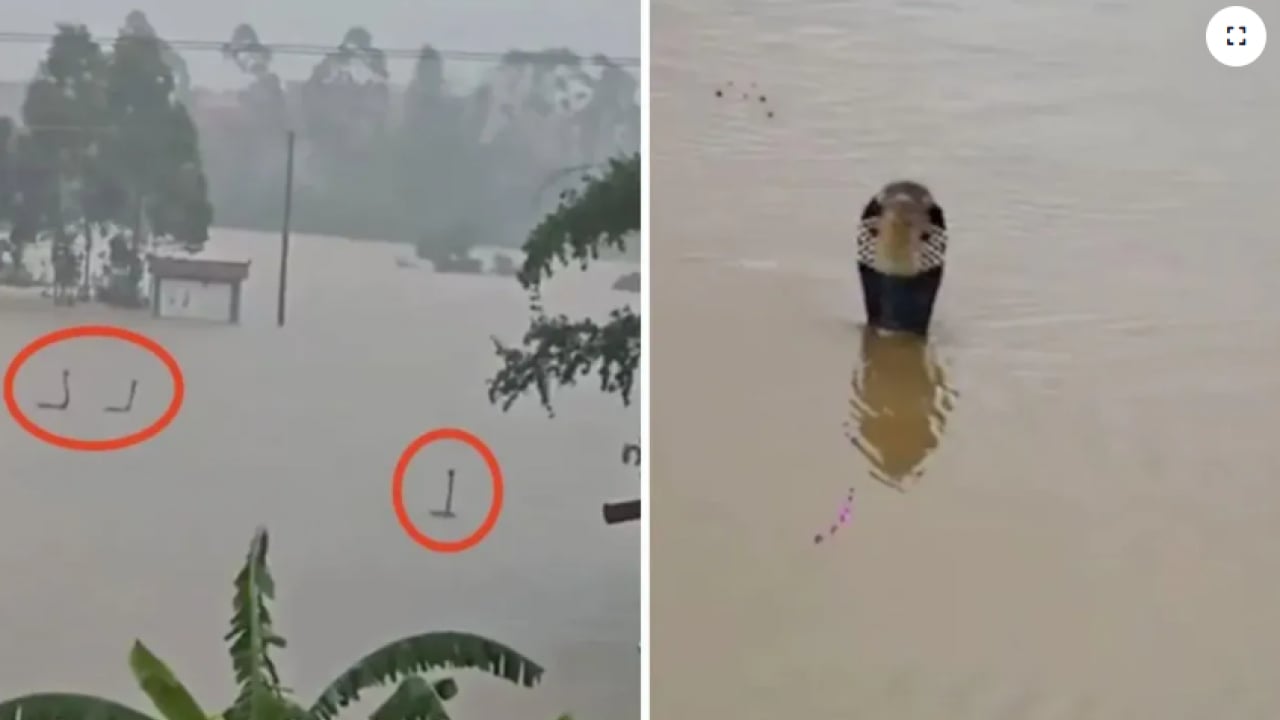 Foto - Sel felaketi korku saçtı! 900 yılan çiftlikten kaçtı, acil durum ilan edildi