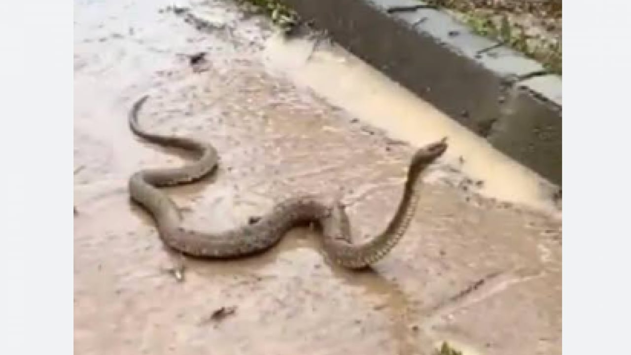 Foto - Sel felaketi korku saçtı! 900 yılan çiftlikten kaçtı, acil durum ilan edildi