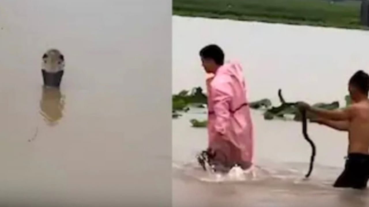 Foto - Sel felaketi korku saçtı! 900 yılan çiftlikten kaçtı, acil durum ilan edildi