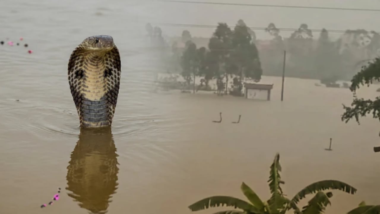 Foto - Sel felaketi korku saçtı! 900 yılan çiftlikten kaçtı, acil durum ilan edildi