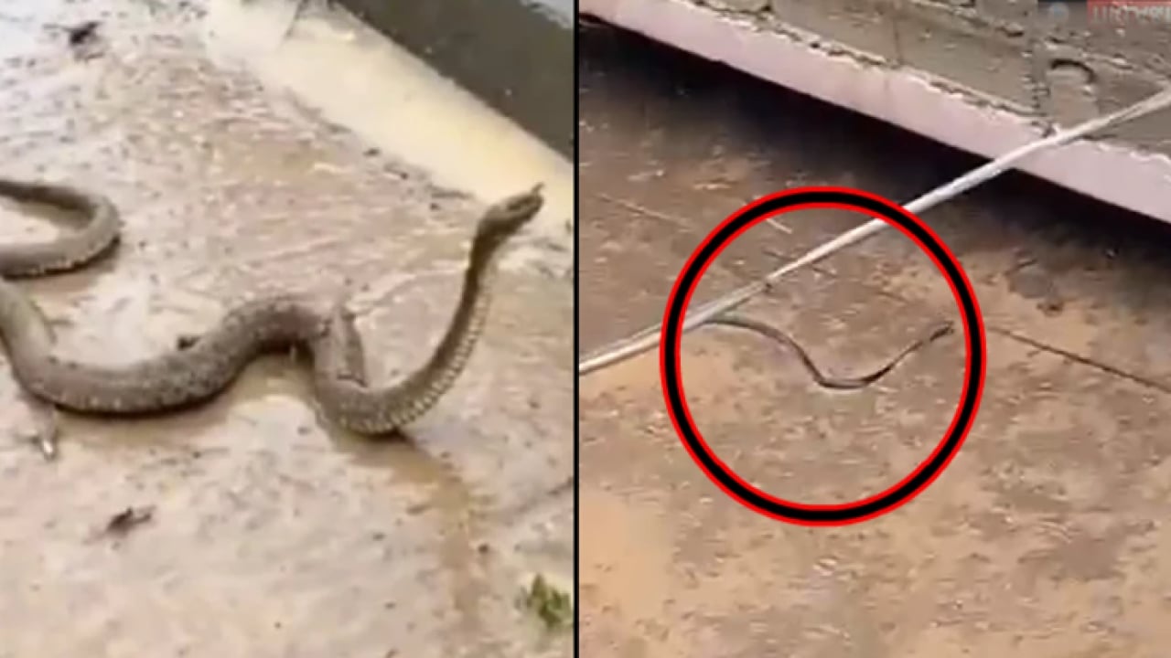 Foto - Sel felaketi korku saçtı! 900 yılan çiftlikten kaçtı, acil durum ilan edildi