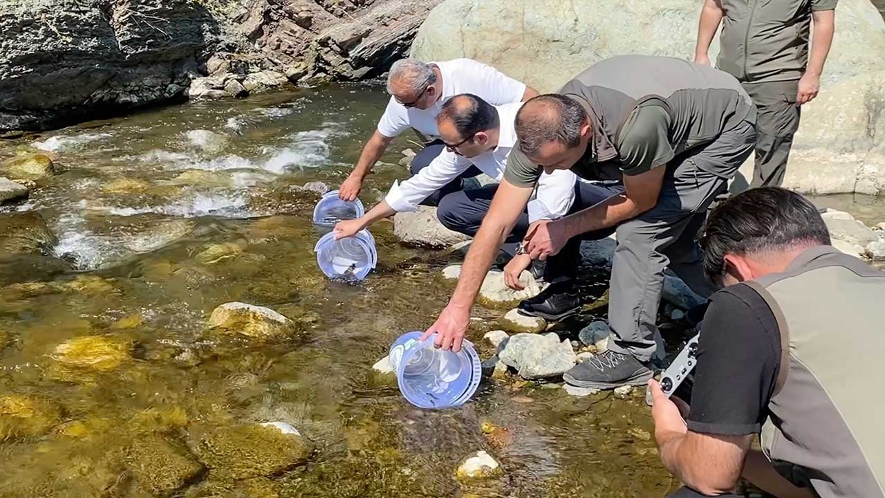 Sel felaketinin yaraları doğaya nefes aldırarak sarılıyor! O çaya tam 15 bin alabalık bırakıldı!