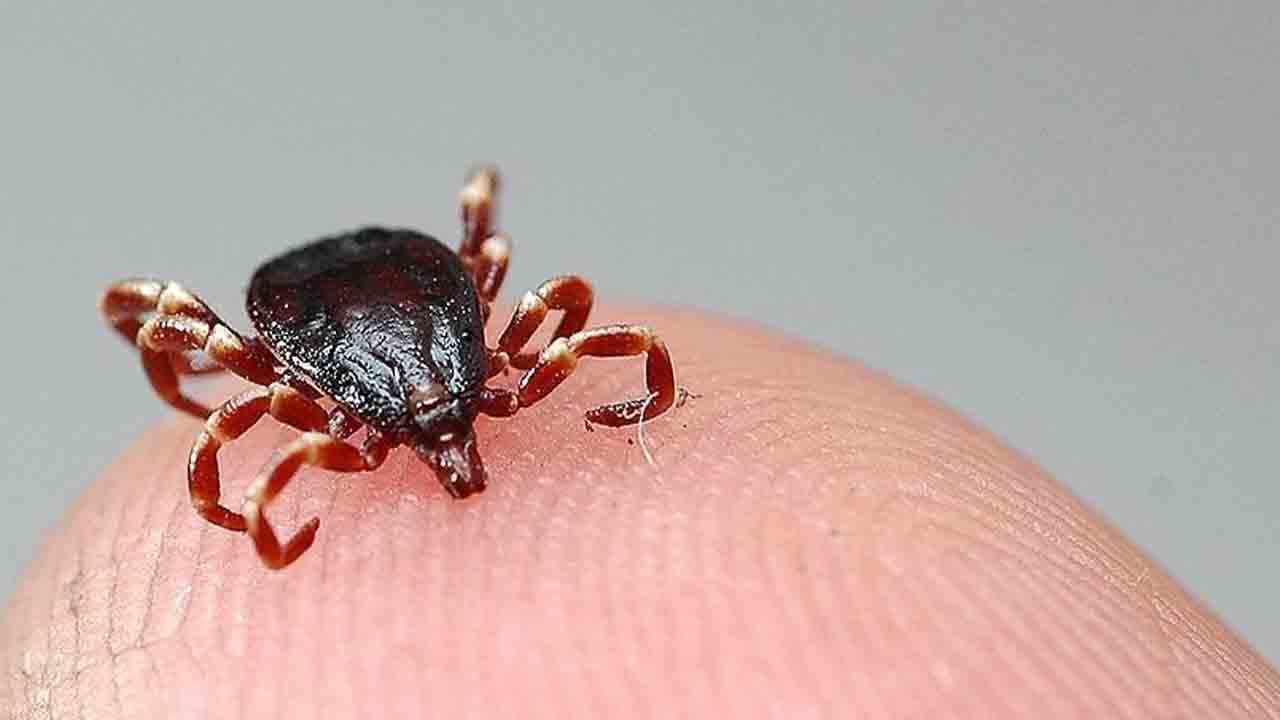 Foto - Semptomları takip edin: Kene tutunmasında ’10 gün’ uyarısı