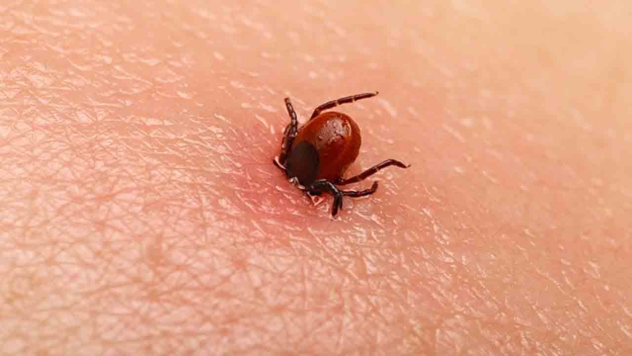 Foto - Semptomları takip edin: Kene tutunmasında ’10 gün’ uyarısı