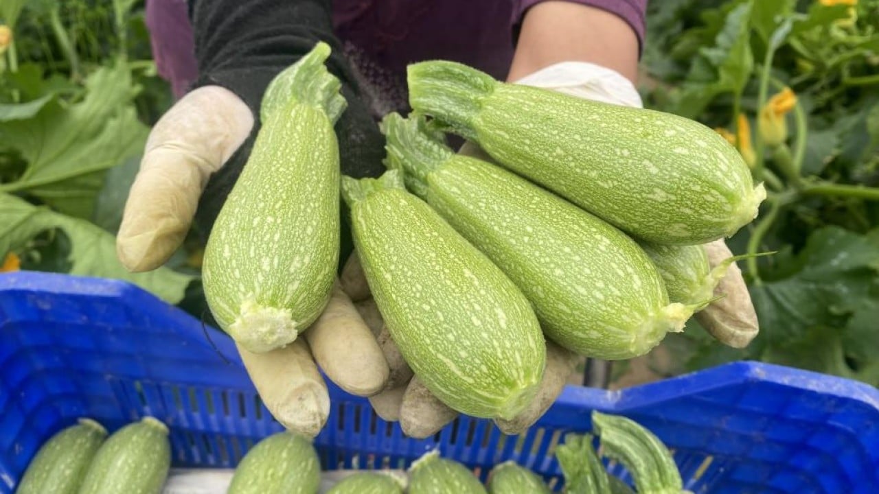 Foto - Serasında üretip hem ihraç ediyor hem pazarda satıyor