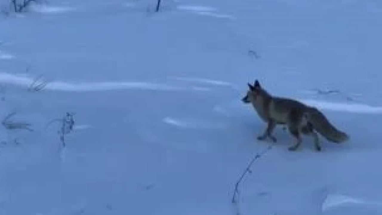 Foto - Sert kış dayanılamaz hale geldi! Yaban hayvanları şehre indi