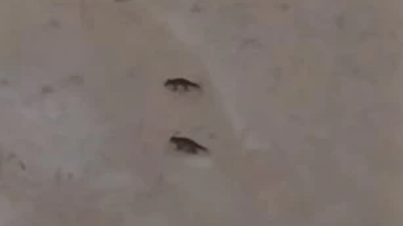 Sert kış dayanılamaz hale geldi! Yaban hayvanları şehre indi