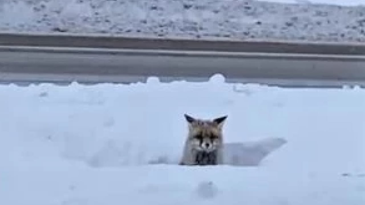 Foto - Sert kış dayanılamaz hale geldi! Yaban hayvanları şehre indi