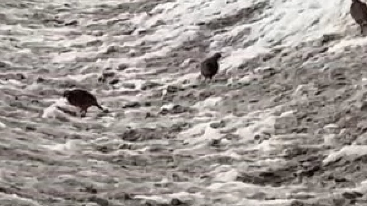 Foto - Sert kış dayanılamaz hale geldi! Yaban hayvanları şehre indi