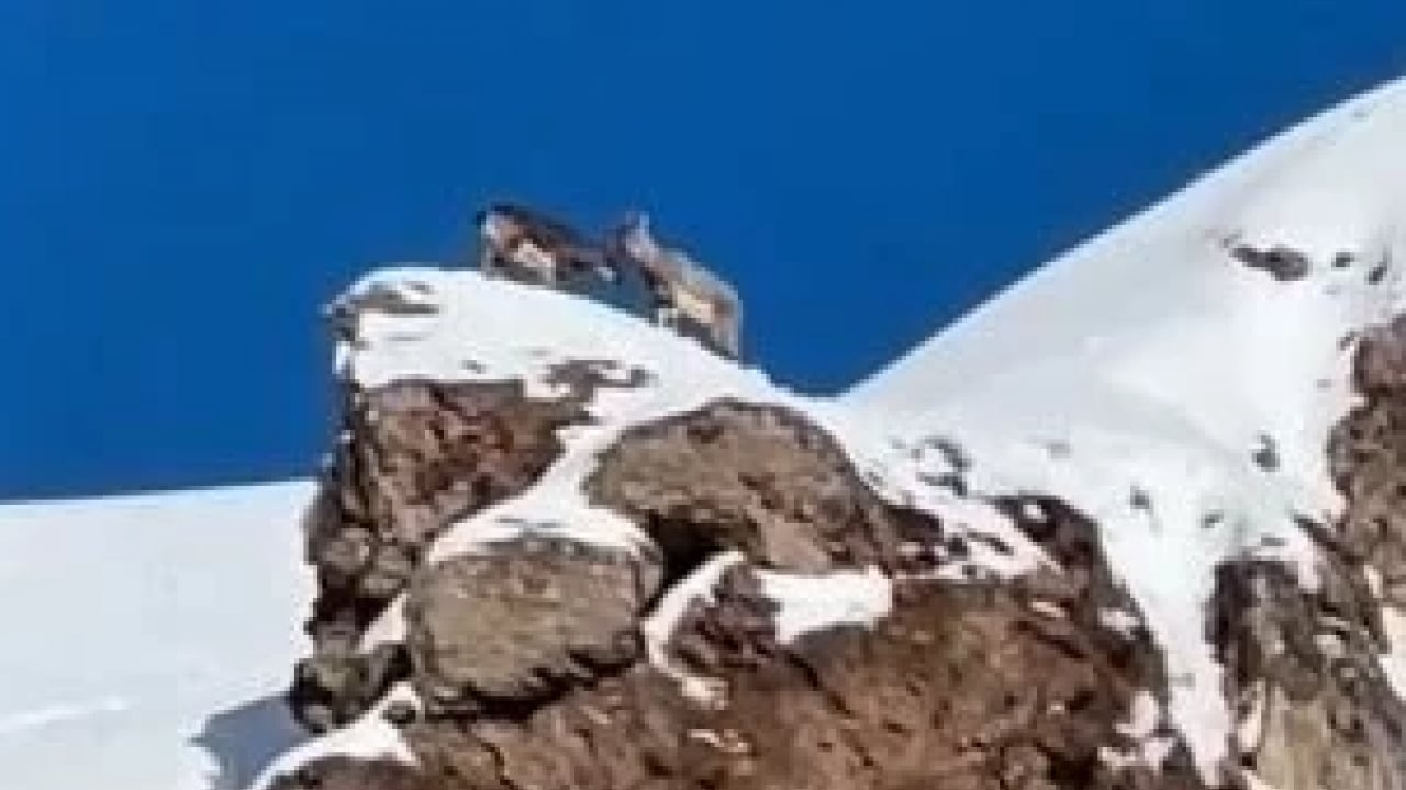 Foto - Sert kış dayanılamaz hale geldi! Yaban hayvanları şehre indi