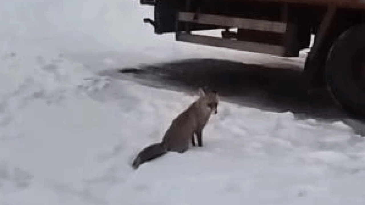 Foto - Sert kış dayanılamaz hale geldi! Yaban hayvanları şehre indi