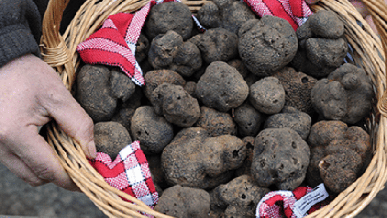 Foto - Serveti Türkiye'de buldu: Kilosu 18 bin 500 TL!