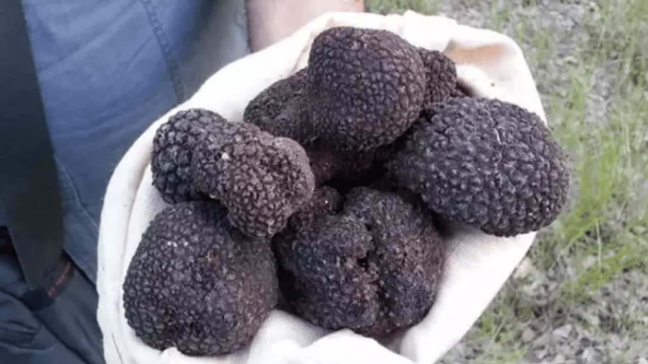 Serveti Türkiye'de buldu: Kilosu 18 bin 500 TL!