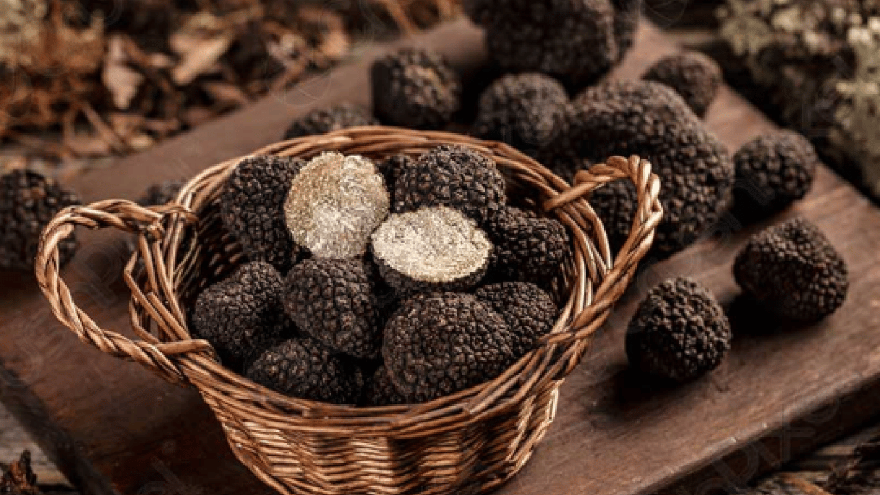 Foto - Serveti Türkiye'de buldu: Kilosu 18 bin 500 TL!