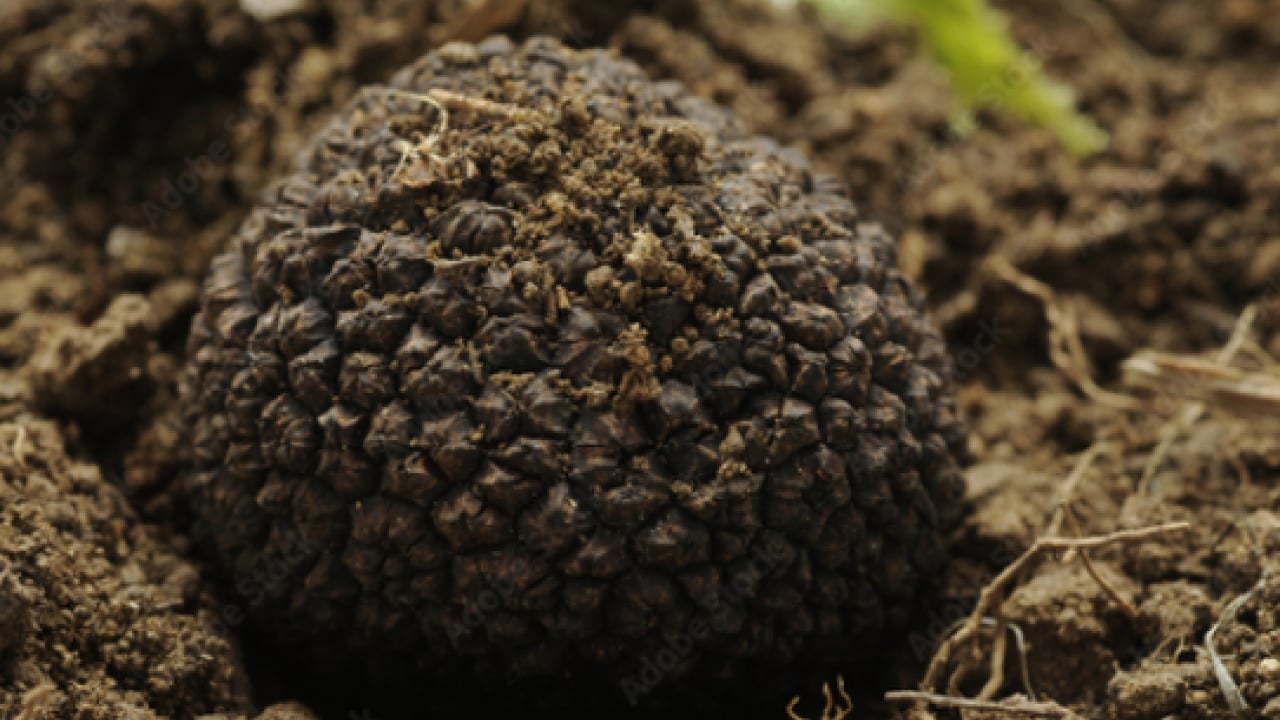 Foto - Serveti Türkiye'de buldu: Kilosu 18 bin 500 TL!