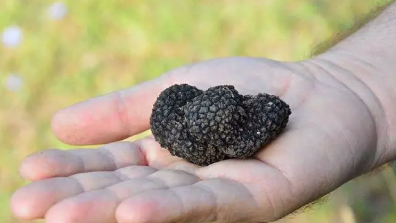 Foto - Serveti Türkiye'de buldu: Kilosu 18 bin 500 TL!