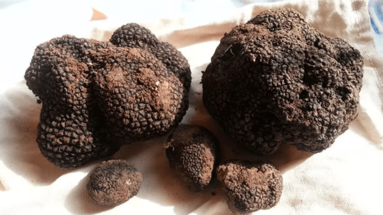 Foto - Serveti Türkiye'de buldu: Kilosu 18 bin 500 TL!