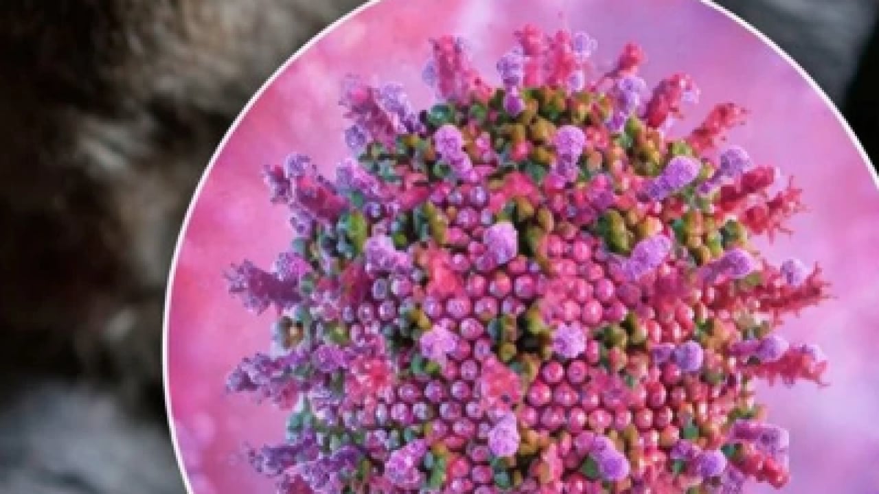 Sessiz alarm yeniden hortladı: Hindistan'da yayılan ölümcül virüs kapıda mı?