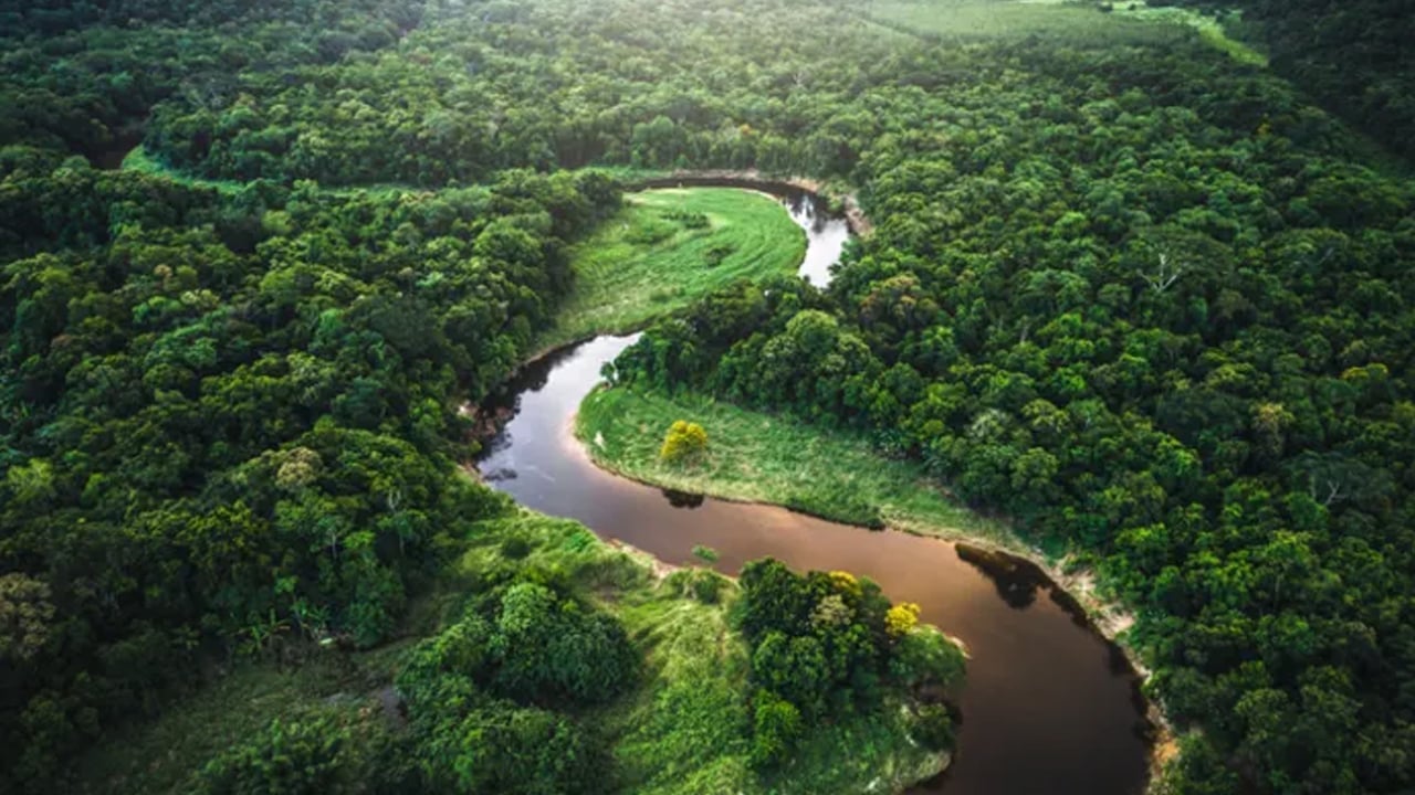 Sessiz sedasız büyük değişim: İklim krizi ağaç çeşitliliğini yeniden şekillendiriyor! Şok veriler sarstı