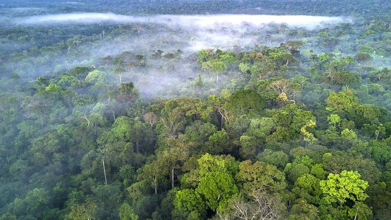 Foto - Sessiz sedasız büyük değişim: İklim krizi ağaç çeşitliliğini yeniden şekillendiriyor! Şok veriler sarstı