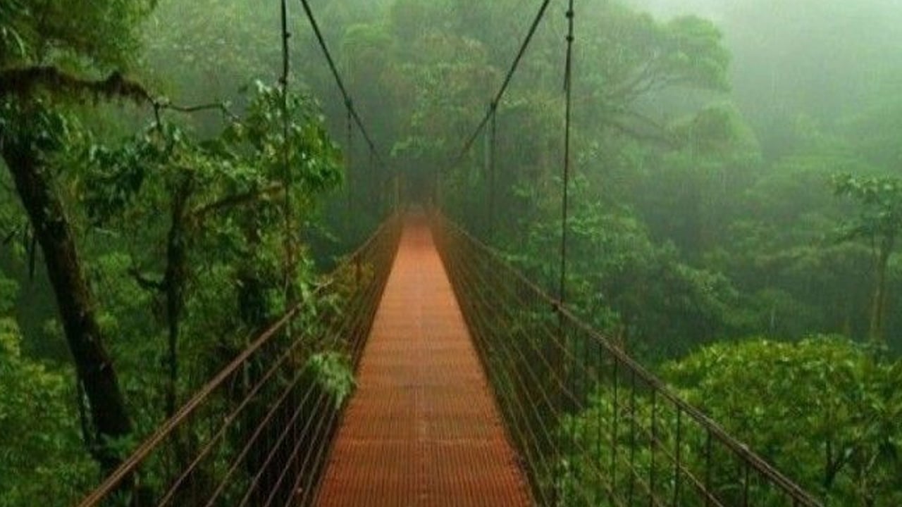 Foto - Sessiz sedasız büyük değişim: İklim krizi ağaç çeşitliliğini yeniden şekillendiriyor! Şok veriler sarstı