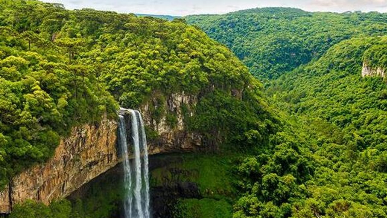 Foto - Sessiz sedasız büyük değişim: İklim krizi ağaç çeşitliliğini yeniden şekillendiriyor! Şok veriler sarstı