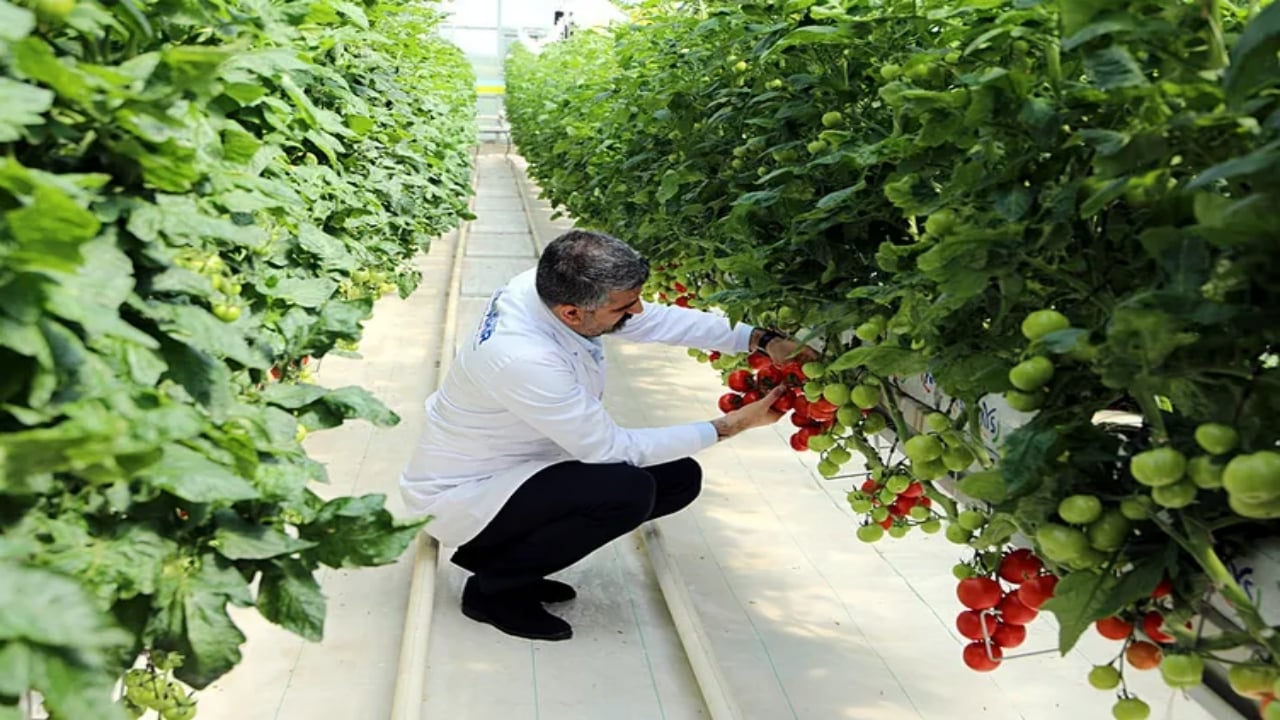 Foto - Sessiz sedasız karar alındı! 65 yaş üstüne ücretsiz dağıtılacak