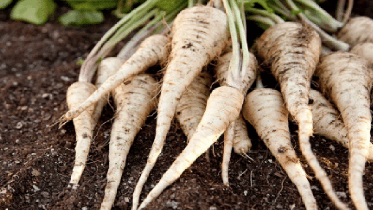 Sessiz şifa kaynağı gıda hakkında bilinmeyen gerçek: Bağırsakları ve ruh halini böyle etkiliyor