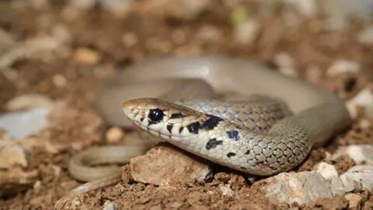Foto - Sessiz tehlike gün yüzüne çıktı! Türkiye'nin en zehirli yılanları...