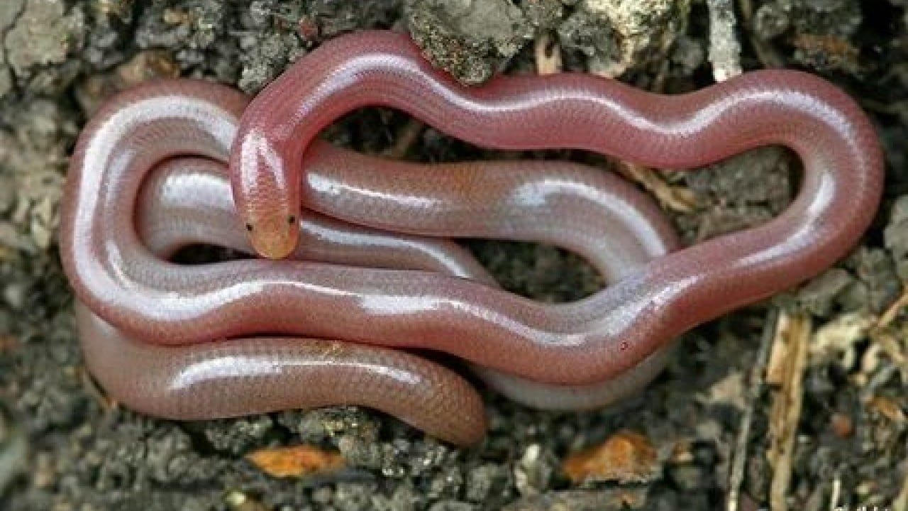 Foto - Sessiz tehlike gün yüzüne çıktı! Türkiye'nin en zehirli yılanları...