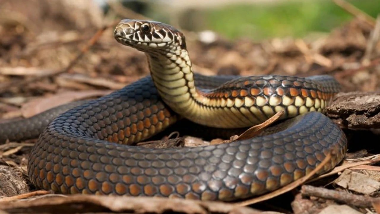 Sessiz tehlike gün yüzüne çıktı! Türkiye'nin en zehirli yılanları...