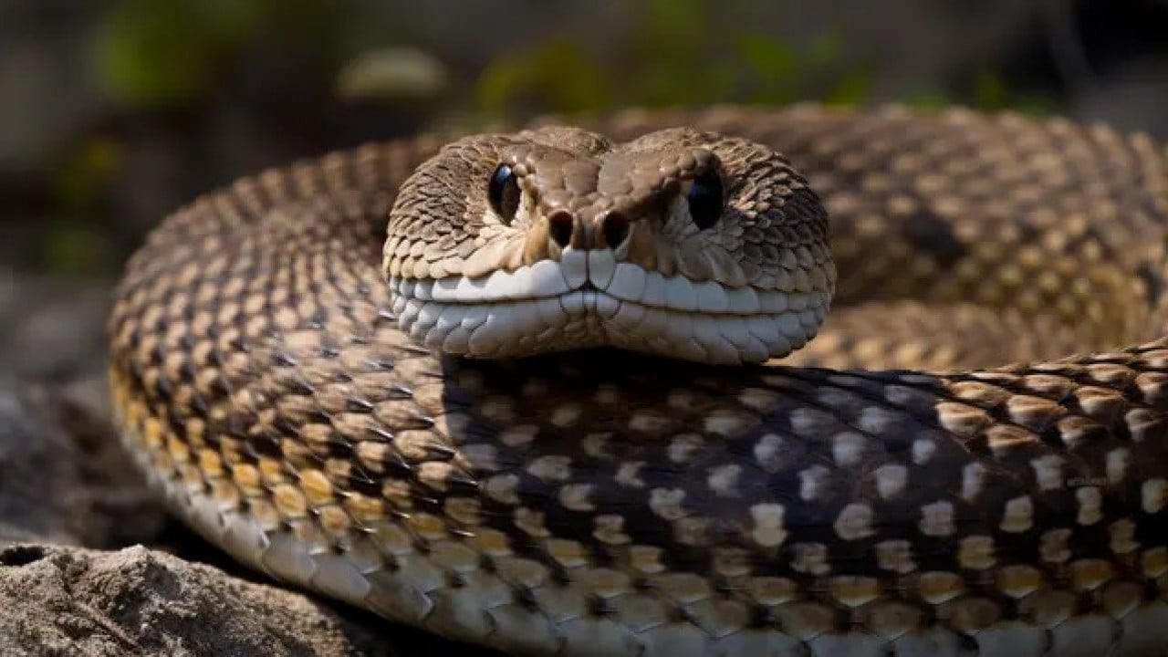 Foto - Sessiz tehlike gün yüzüne çıktı! Türkiye'nin en zehirli yılanları...